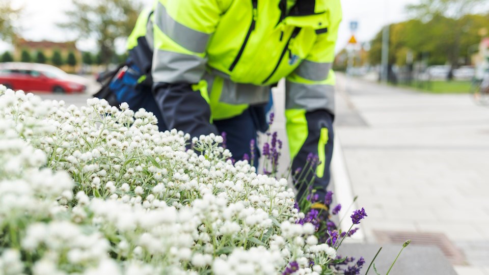 Parkarbetare sköter blommor