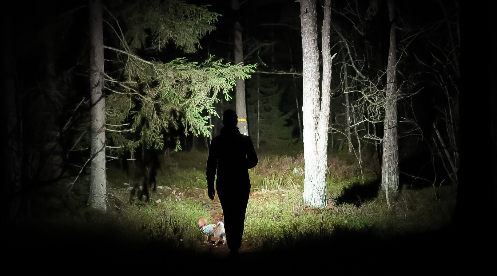 Person som går i en mörk skog upplyst av en ficklampa