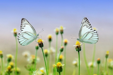 Fjärilar på blommor