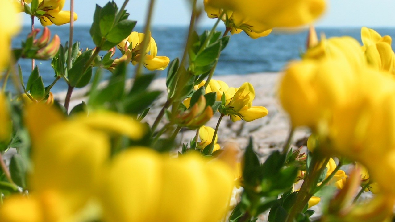 Blommor Närbild
